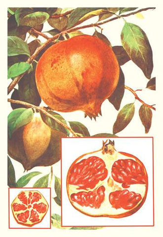 Pomegranate 20x30 poster