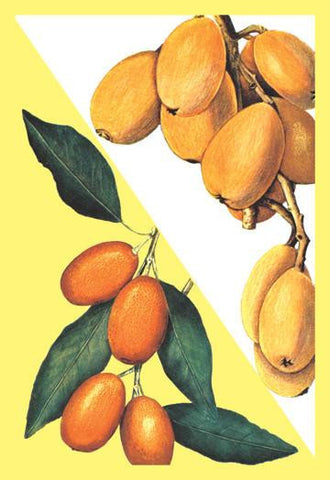 Kumquat 20x30 poster