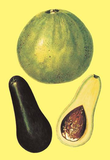 Alligator Pears 20x30 poster