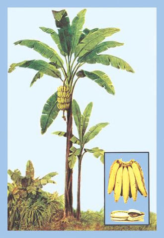 Banana 20x30 poster