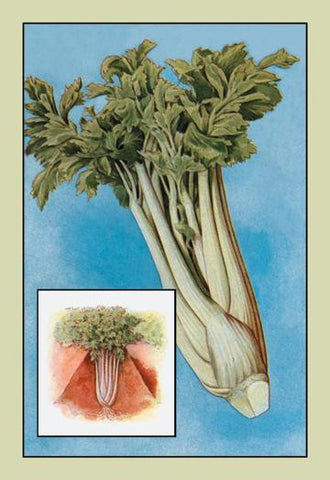 Celery 20x30 poster