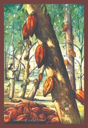 Chocolate Cacao Tree 20x30 poster