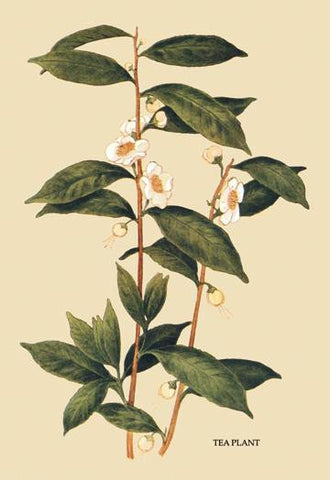 Tea Plant #1 20x30 poster