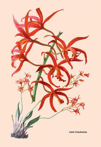 Orchid: Laelia Cinnabarina 20x30 poster