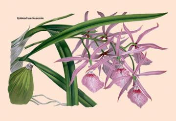 Orchid: Epidendrum Namorale 20x30 poster