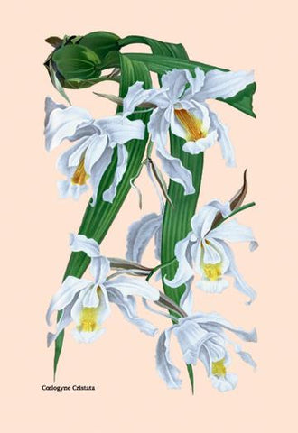 Orchid: Coelogyne Cristata 20x30 poster