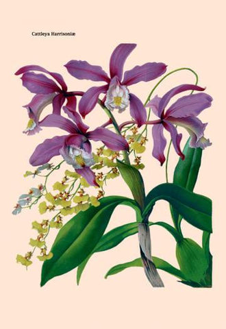 Orchid: Cattleya Harrisoniae 20x30 poster