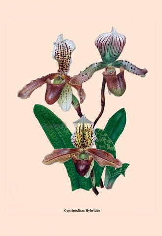 Orchid: Cypripedium Hybrides 20x30 poster