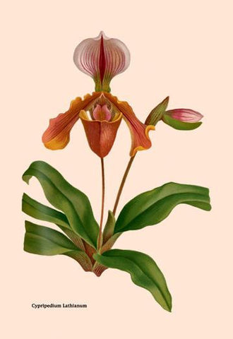 Orchid: Cypripedium Lathianum 20x30 poster