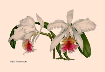 Orchid: Cattleya Mossia Vestalis 20x30 poster