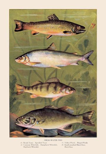 Freshwater Fish 20x30 poster