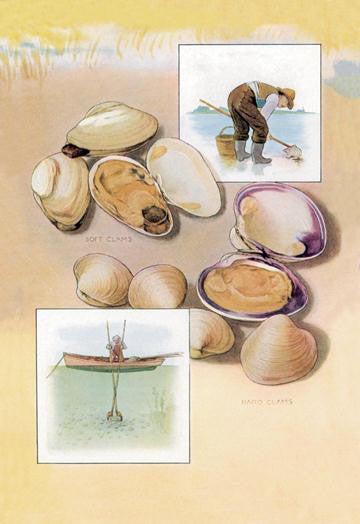 Clams 20x30 poster