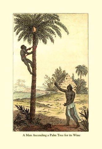 A Man Ascending a Palm Tree for Its Wine 20x30 poster