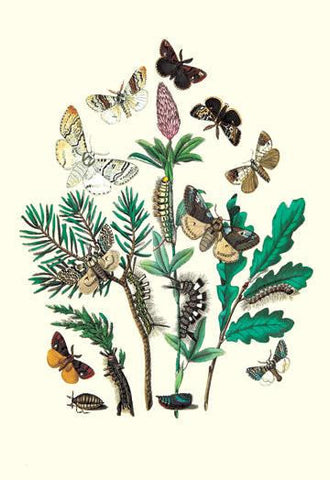 Moths: O. Gonostigma, D. Pudibunda, et al. 20x30 poster