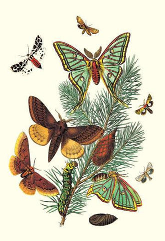 Moths: E. Pudica, E. Pantheria, S. Caecigena, L. Lineosa 20x30 poster