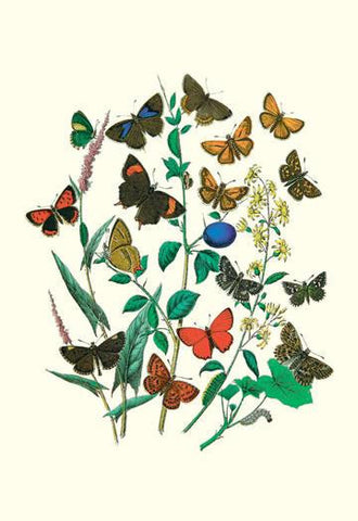 Butterflies: P. Sylvanus, Z. Quercus, et al. 20x30 poster