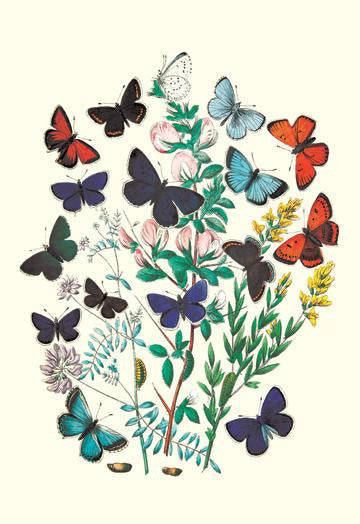 Butterflies: P. Euphemus, P. Cyllarus, et al. 20x30 poster