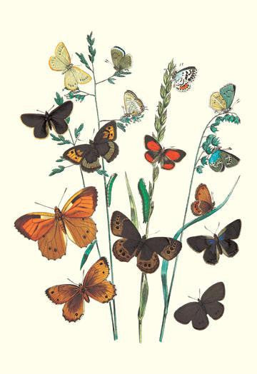 Butterflies: L. Roboris, P. Orion, et al. 20x30 poster