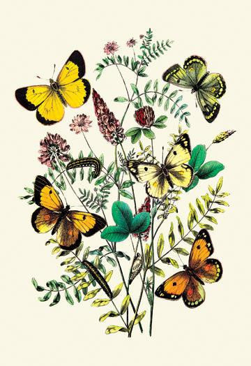 Butterflies: C. Palaeno, C. Phicomene, et al. 20x30 poster