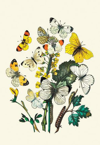 Butterflies: P. Daplidice, P. Napi, et al. 20x30 poster