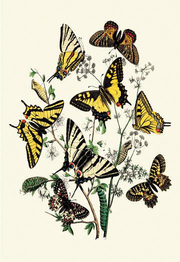 Butterflies: P. Podaliris, P. Alexanor, et al. 20x30 poster