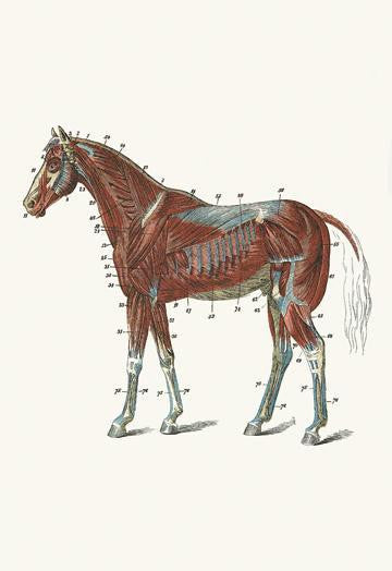 External Muscles & Tendons of the Horse 20x30 poster