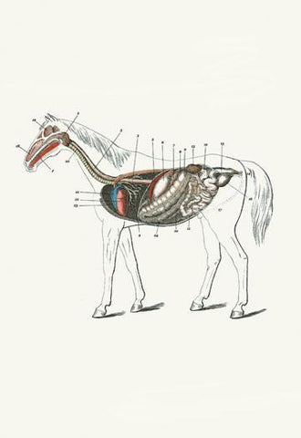 Longitudinal Section of a Horse 20x30 poster