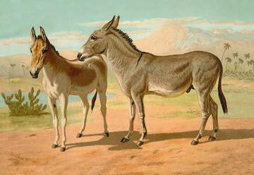 Abyssinian Male and Indian Onager Female 20x30 poster