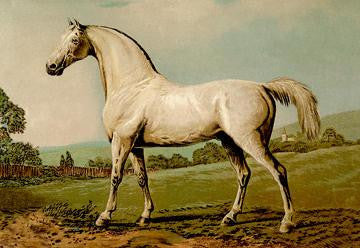 Mambrino 20x30 poster