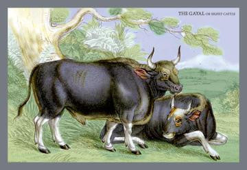 The Gayal, or Silver Cattle 20x30 poster