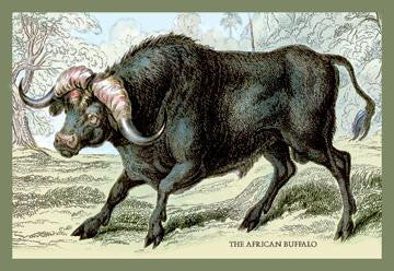 The African Buffalo 20x30 poster