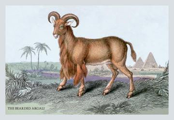 The Bearded Argali 20x30 poster