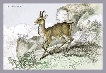 The Chamois 20x30 poster