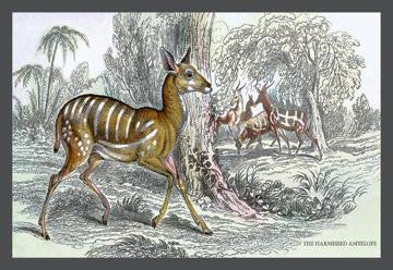 Harnessed Antelope 20x30 poster