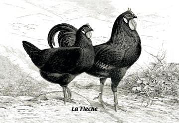 Fleche (Chickens) 20x30 poster