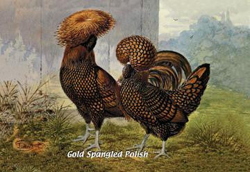 Gold Spangled Polish (Chickens) 20x30 poster