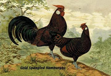 Gold Spangled Hamburghs 20x30 poster