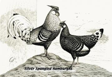 Silver Spangled Hamburghs 20x30 poster