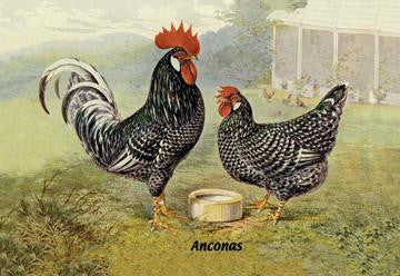 Anconas (Chickens) 20x30 poster