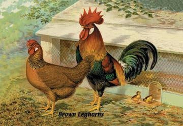 Brown Leghorns 20x30 poster