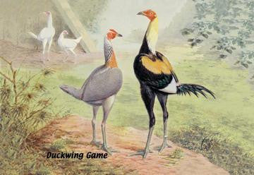 Duckwing Game (Chickens) 20x30 poster