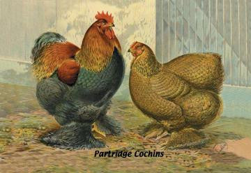 Partridge Cochins 20x30 poster