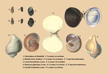 Natica Glauca, de Humboldt et al. 20x30 poster