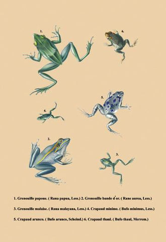 Grenouille Papoue (Frogs) et al. 20x30 poster