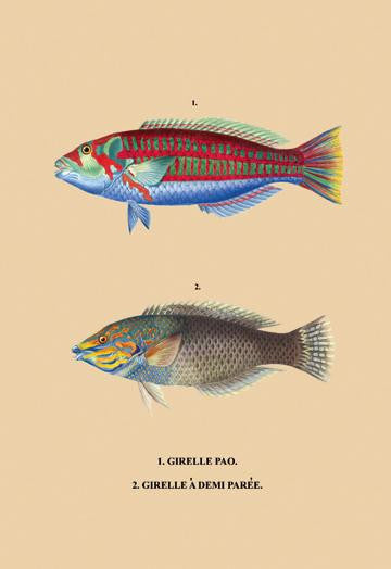 Girelle Pao et al. 20x30 poster