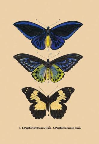 Papilio Urvillianus, Guer 20x30 poster