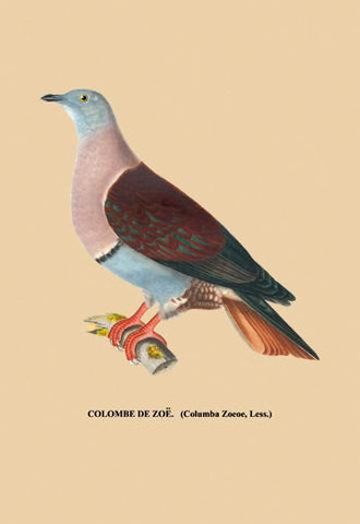 Colombe de Zoe 20x30 poster