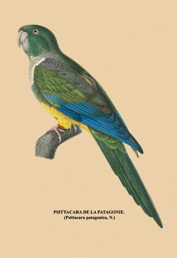 Psittacara de la Patagonie 20x30 poster