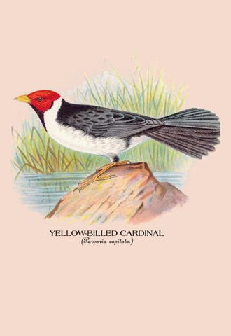 Yellow-Billed Cardinal 20x30 poster