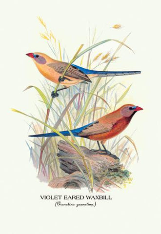 Violet Eared Waxbill 20x30 poster